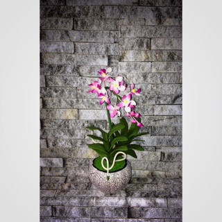 Hoa Lan Ngọc Điểm đất sét