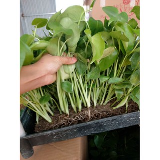 Trầu bà lá xẻ Monstera Deli