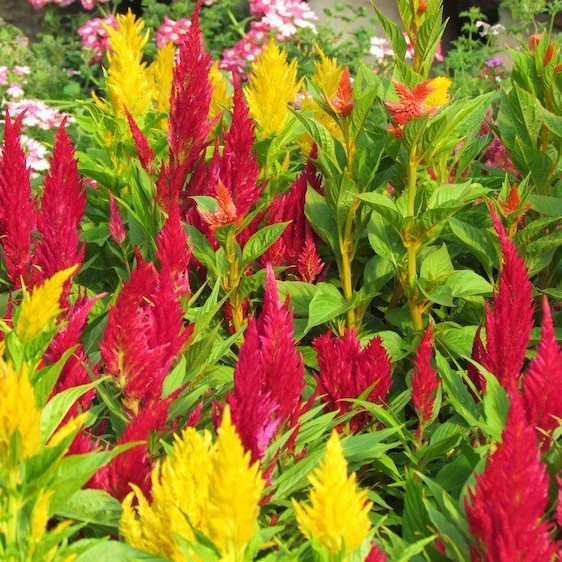 Hạt Giống Hoa Mào Gà Đuôi Phụng Nhiều Màu 0.1gr