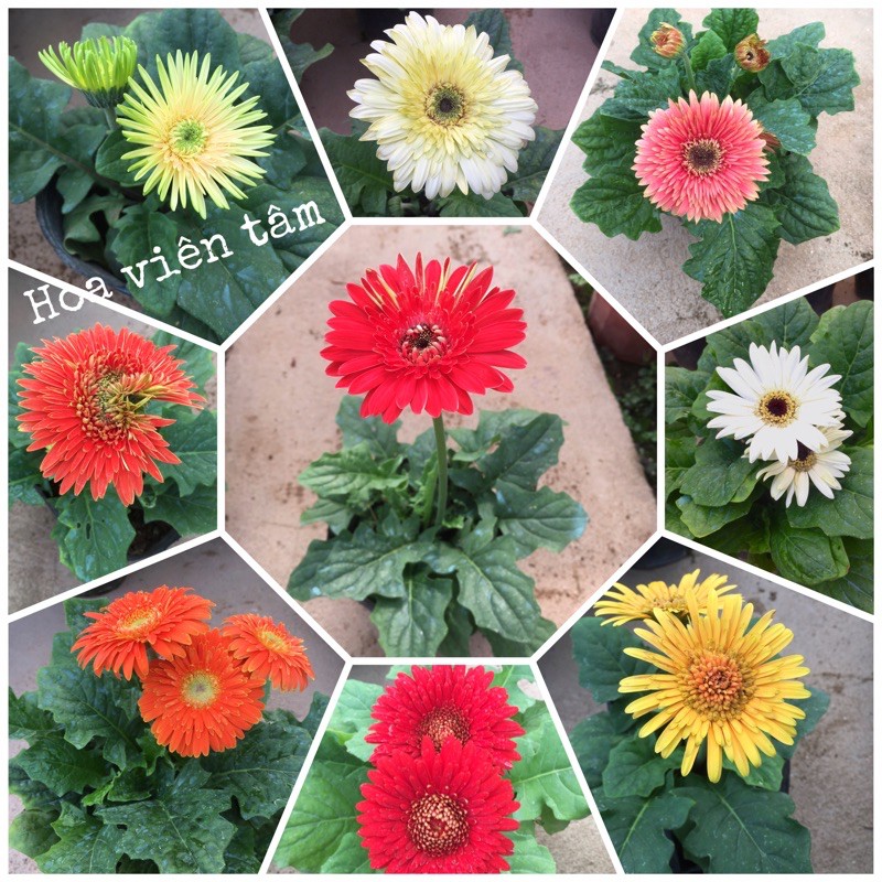 Bầu hoa đồng tiền lùn siêu nụ Hoa ☘️