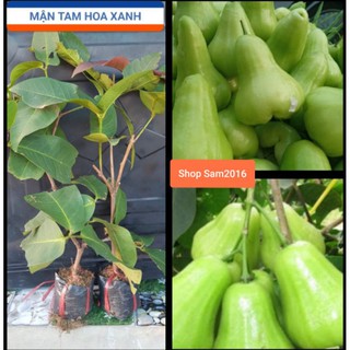 Cây Mận Tam Hoa Xanh Trồng Chậu