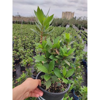 Cây nguyệt quế (Bay leaf)