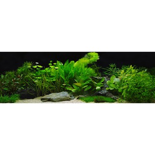 Tranh phông nền 3D VTC dán hồ cá Aqua_045
