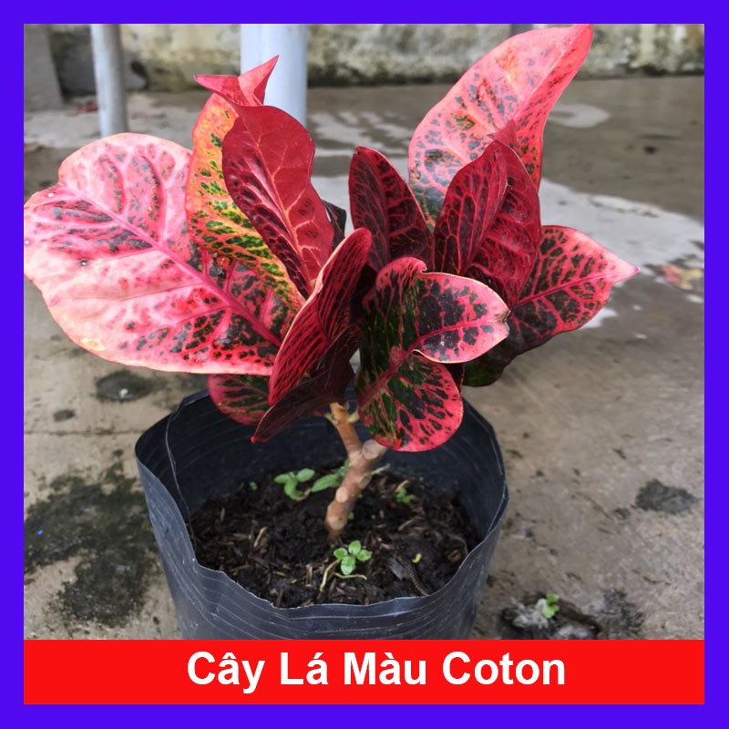 Cây Lá Màu Cotton - Cây cảnh để bàn + Tặng phân bón cho cây