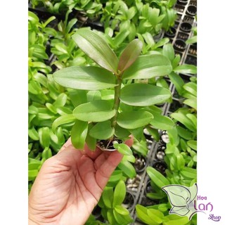 Lan phi điệp 5ct cây giống năm 2