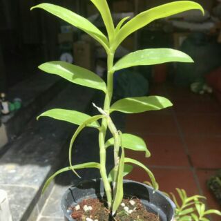 5ctpt chậu lớn năm 2