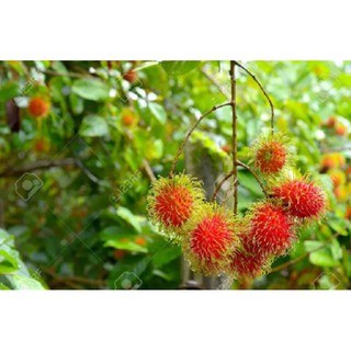 1 kg chôm chôm thái tươi ngon ngọt giao hàng nhanh TPHCM