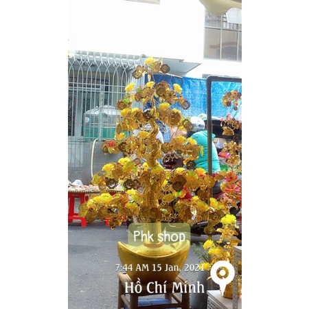 100grm/mẫu lá kim tiền cành vàng lá ngọc hàng loại 1 phk shop