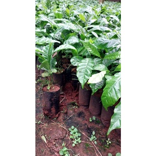 Cây Cà Phê ARABICA (Chuẩn Giống)