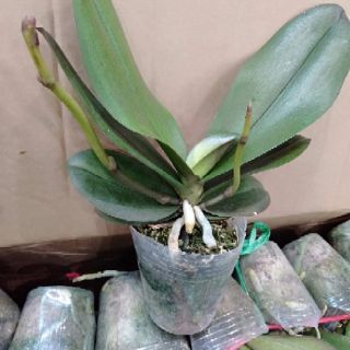 Combo 3 cây Hồ điệp 2 ngồng hoa