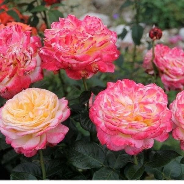 Hoa Hồng Leo Kordes Jubillee Rose Vàng Mơ Viền Hồng Sen - vườn hoa melinhrose