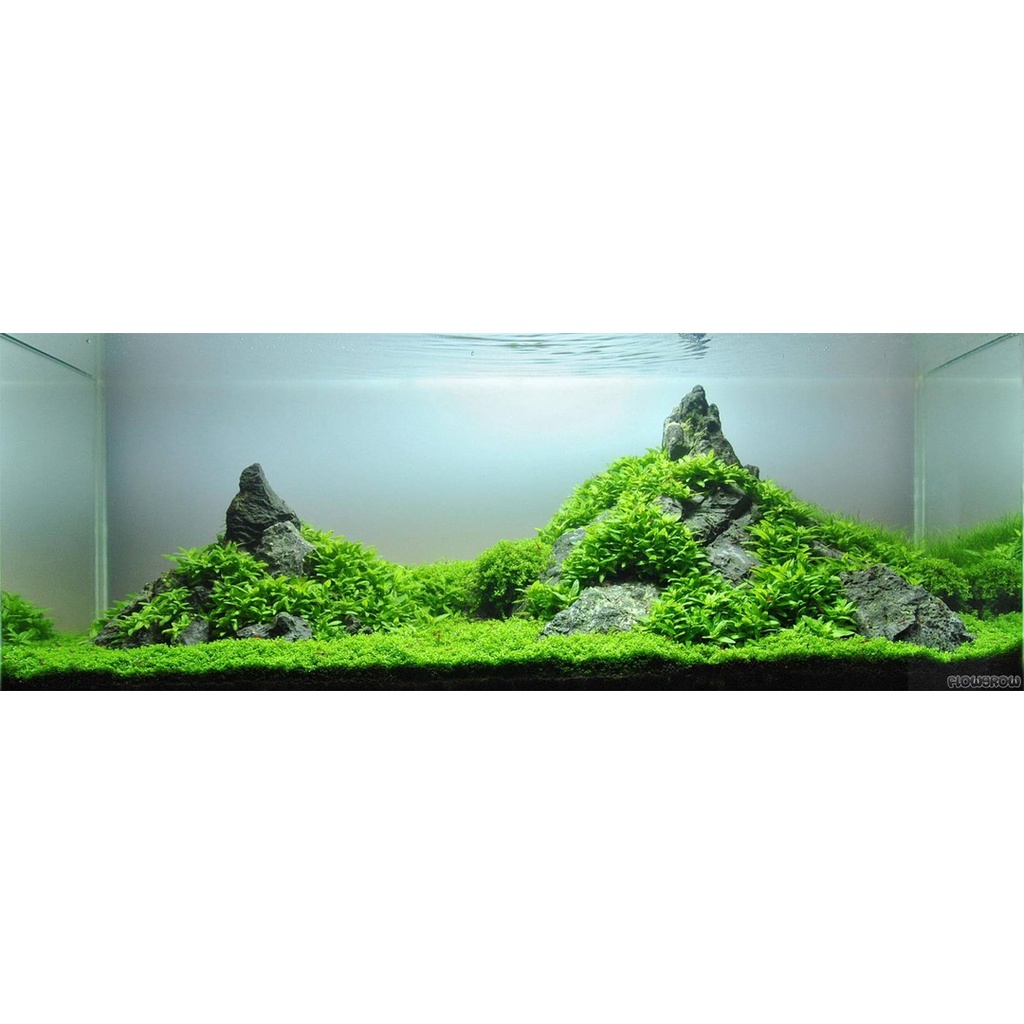 Cây thuỷ sinh rau thơm siêu đẹp : combo 4️⃣5️⃣ k / 4 cây