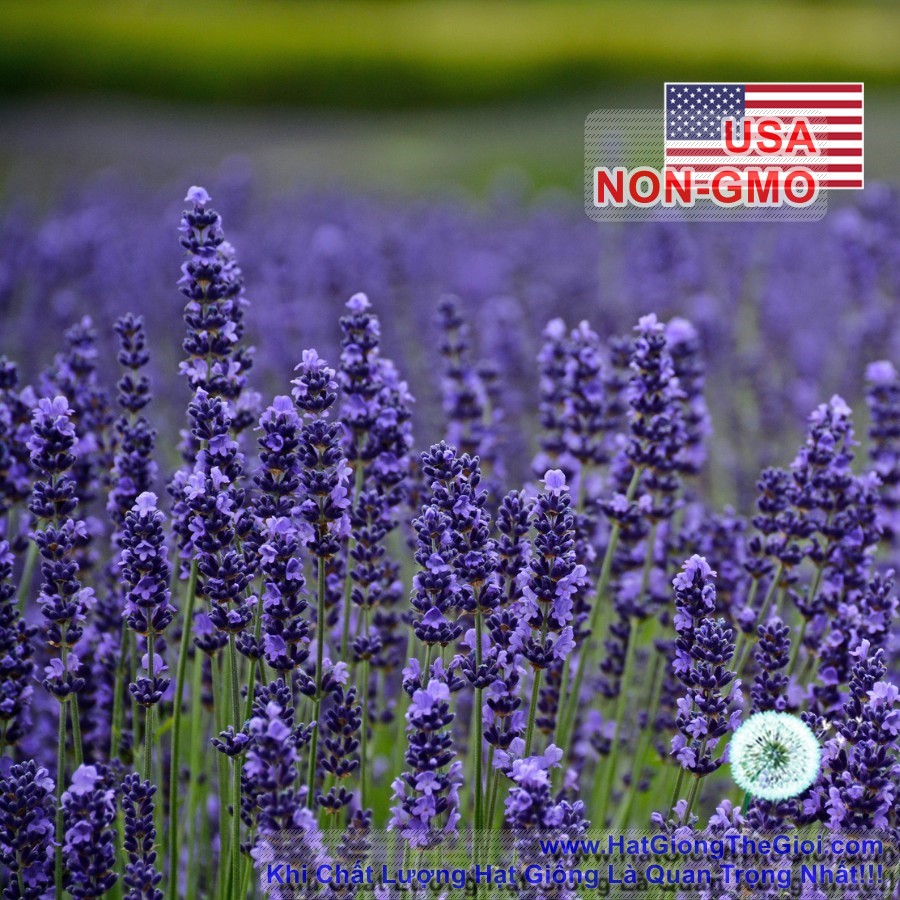 50h Hạt Giống Hoa Oải Hương Lavender (C1.204| B6*V13)