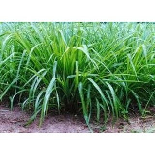 Hạt giống cỏ Upon Paspalun 500g- cỏ chịu ngập