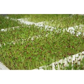 (Gói 100 hạt) Hạt giống mầm rau muốngdễ trồng kháng bệnh tốt năng suất cao-Tổng kho hạt giống giá rẻ