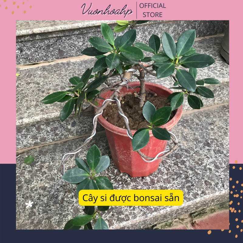 Cây si bonsai dáng thác đổ, cây si nhật để bàn, lá xanh