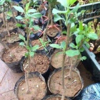 Cây giống táo ruột đỏ