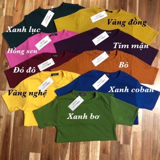 Combo 11 áo thun 319k