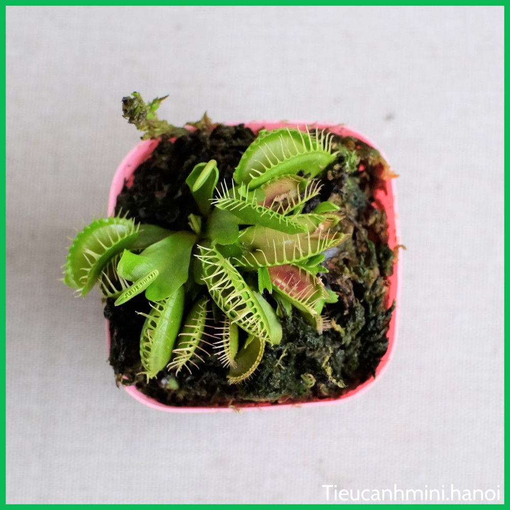 Cây Bẫy Kẹp Venus Flytrap - Cây bắt mồi, bắt côn trùng, cây ăn thịt, cây cảnh văn phòng