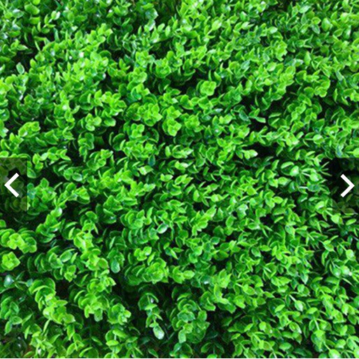 [Shopee giá rẻ] Thảm cỏ trang trí thảm nhựa cỏ tai chuột kích thước 40x60cm