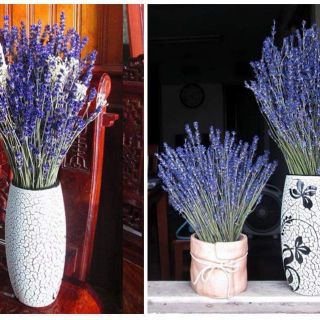 COMBO HOA LAVENDER - LỌ THỦY TINH HANDMADE