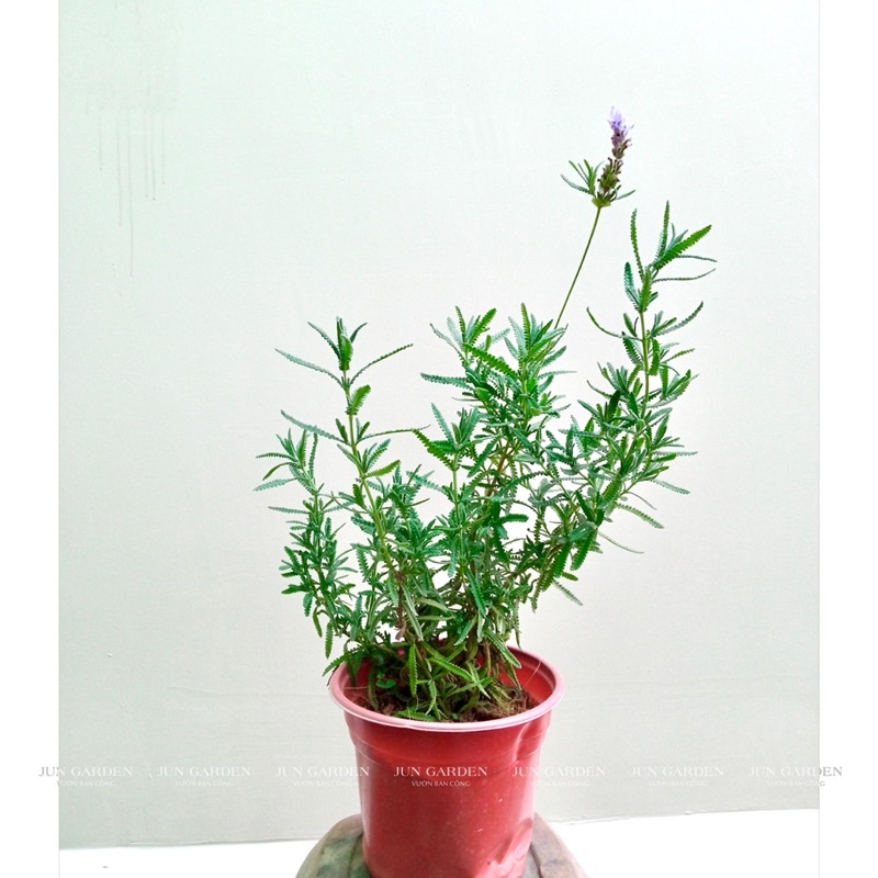 Chậu Hoa Oải Hương Lavender JUN GARDEN chịu nhiệt
