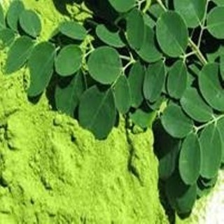 Bột Chùm Ngây Nguyên Chất Handmade