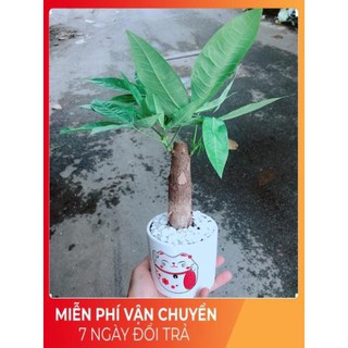 Chậu Kim Ngân 1 Thân (2)