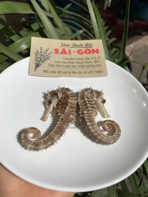 Cá Ngựa Khô 2 con (Đực - Cái)