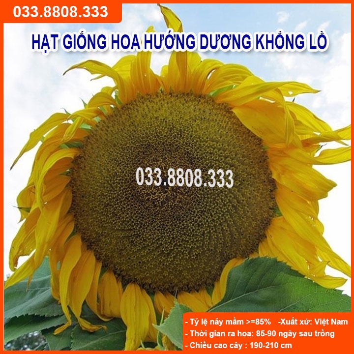 Hạt Giống Hoa Hướng Dương Khổng Lồ -Dễ Trồng Dễ Chăm Sóc