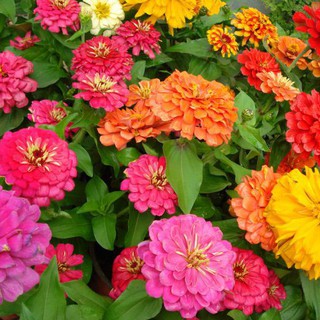 SIÊU RẺ - Bán Hạt giống HOA CÚC LILI NHIỀU MÀU (Zinnia Liliput Mixed) nhập khẩu hàng chuẩn. hàng nhập khẩu.