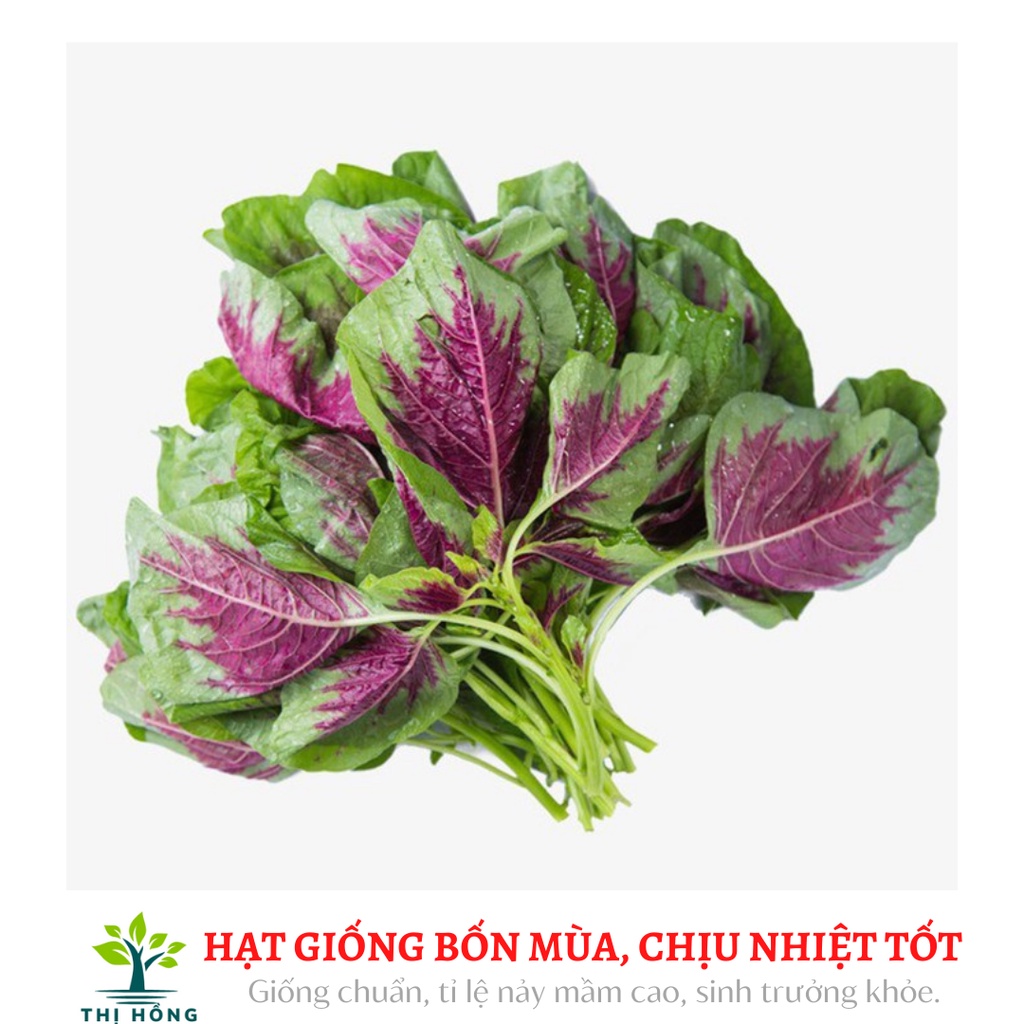 Hạt giống rau dền khoang, dền tiều 20g (lá to, màu xanh pha đỏ, nấu canh, luộc rất mát)