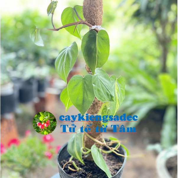 caykiengsadec - Cây trầu bà tim var + tặng phân bón - hoa kiểng lá - trang trí nội thất cảnh quan sân vườn ngoài trời