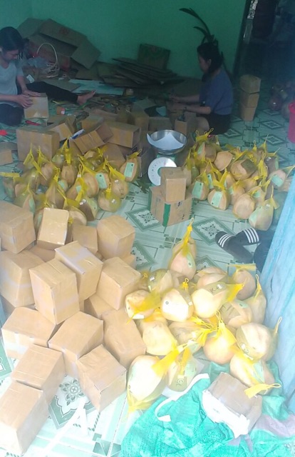 Dừa Sáp Hảo Hạng - Cơm Siêu Dày, Hàng tuyển