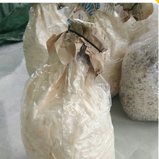 Meo giống nấm rơm [cơ chấc bằng thóc]