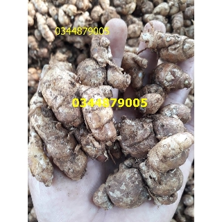 Củ địa liền tươi 1kg