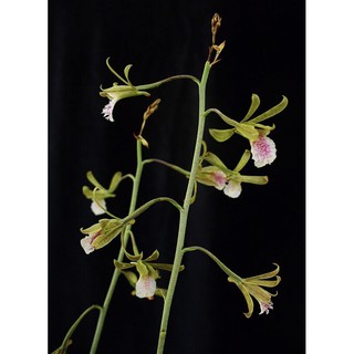 Lan rừng địa lan luân