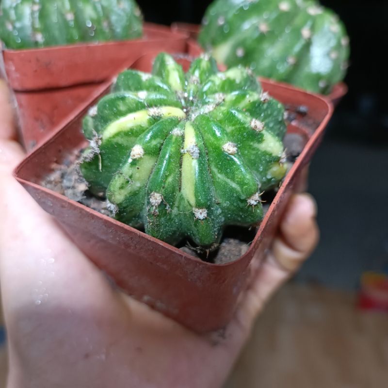 Sale 50%- Xương rồng  Bí Ngô Var 6-7 cm