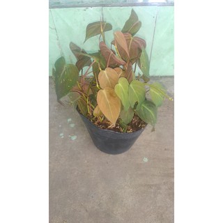 trầu mican