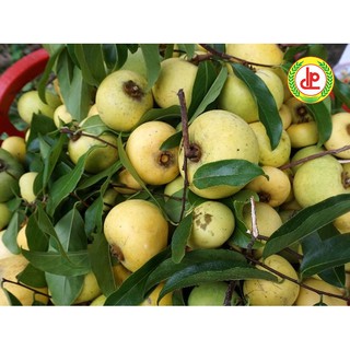 cây THỊ giống (cây thị thơm cổ tấm cổ tích)