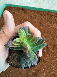 Sen tứ phương tím