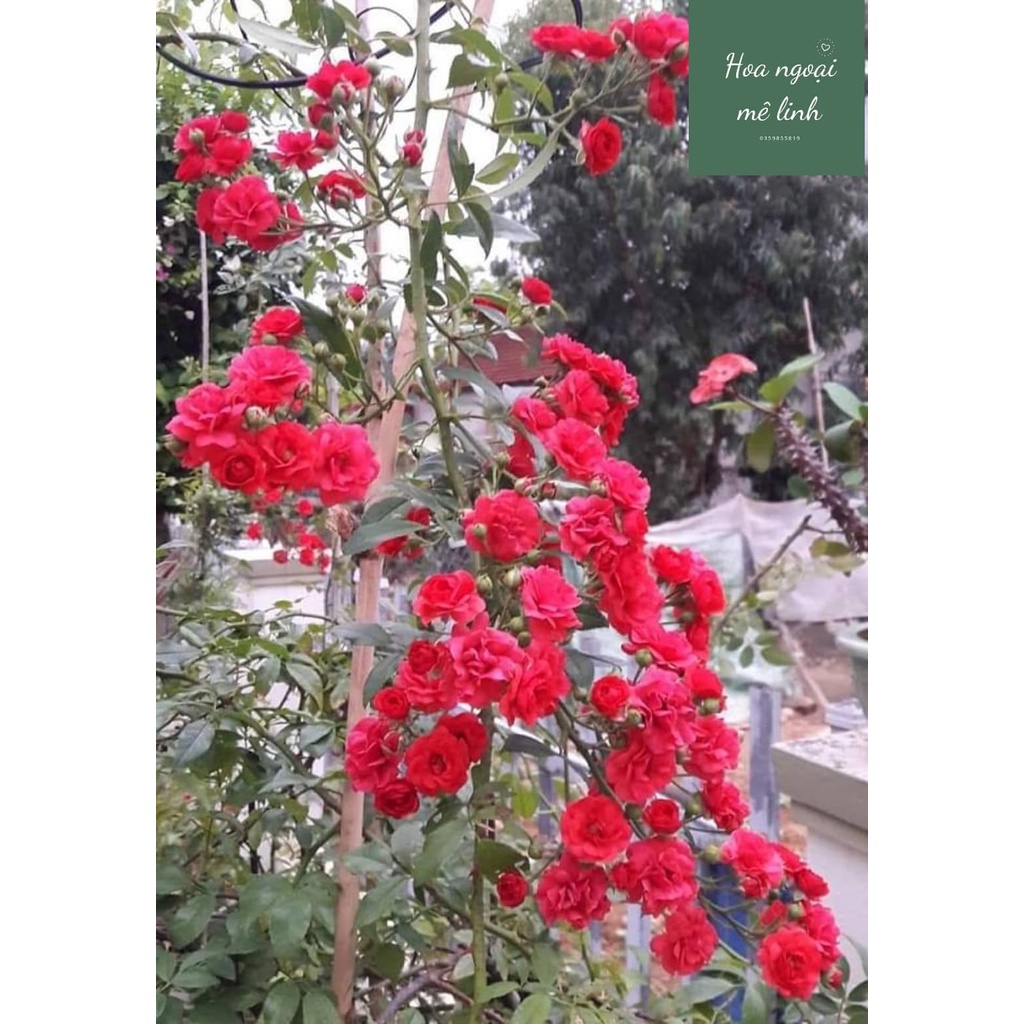 Hoa hồng Red Fairy leo chum sai hoa siêu đẹp -Hoa Ngoại Mê Linh