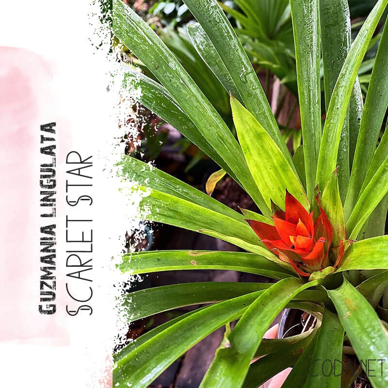 Cây Guzmania lingulata Scarlet Star (Lạp Chúc Hoa) chậu nhựa 10cm (hoa màu ngẫu nhiên)
