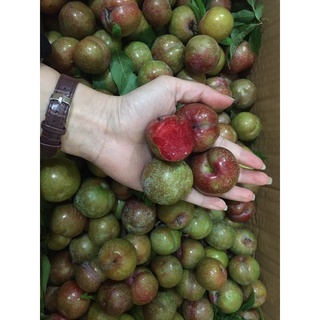 Mận hậu và Mận cơm Sơn La