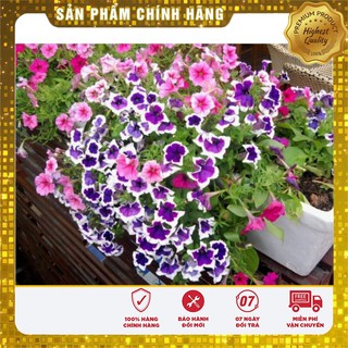 Bộ gói hạt giống dạ yến thảo