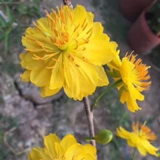 BẦU CÂY GIỐNG MAI VÀNG CÁNH KÉP ĐẠI LỘC