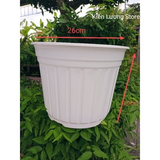 Chậu Nhựa Vành Nâu - Trắng size 260x200mm