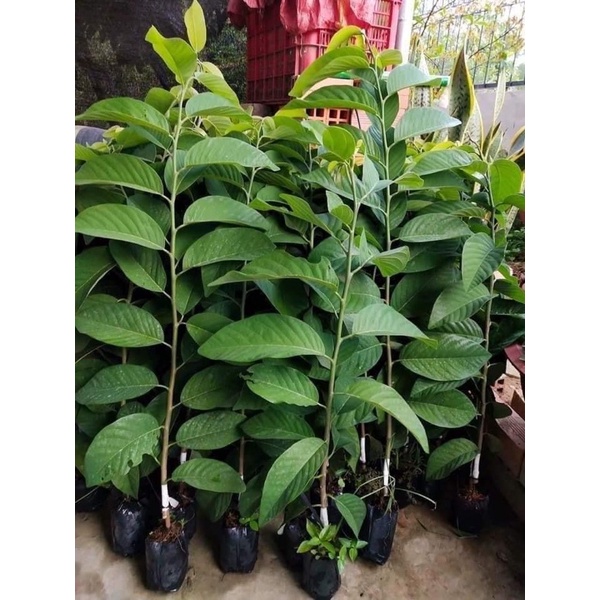 cây giống na thái ghép- cam kết chuẩn giống.