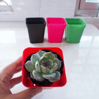 Chậu nhựa cứng 7×7