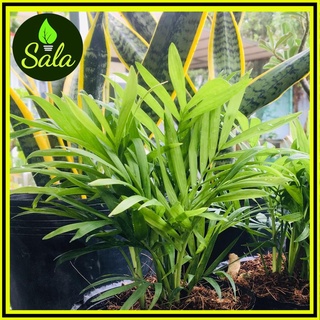 Cây cau tiểu trâm chậu sứ nhỏ